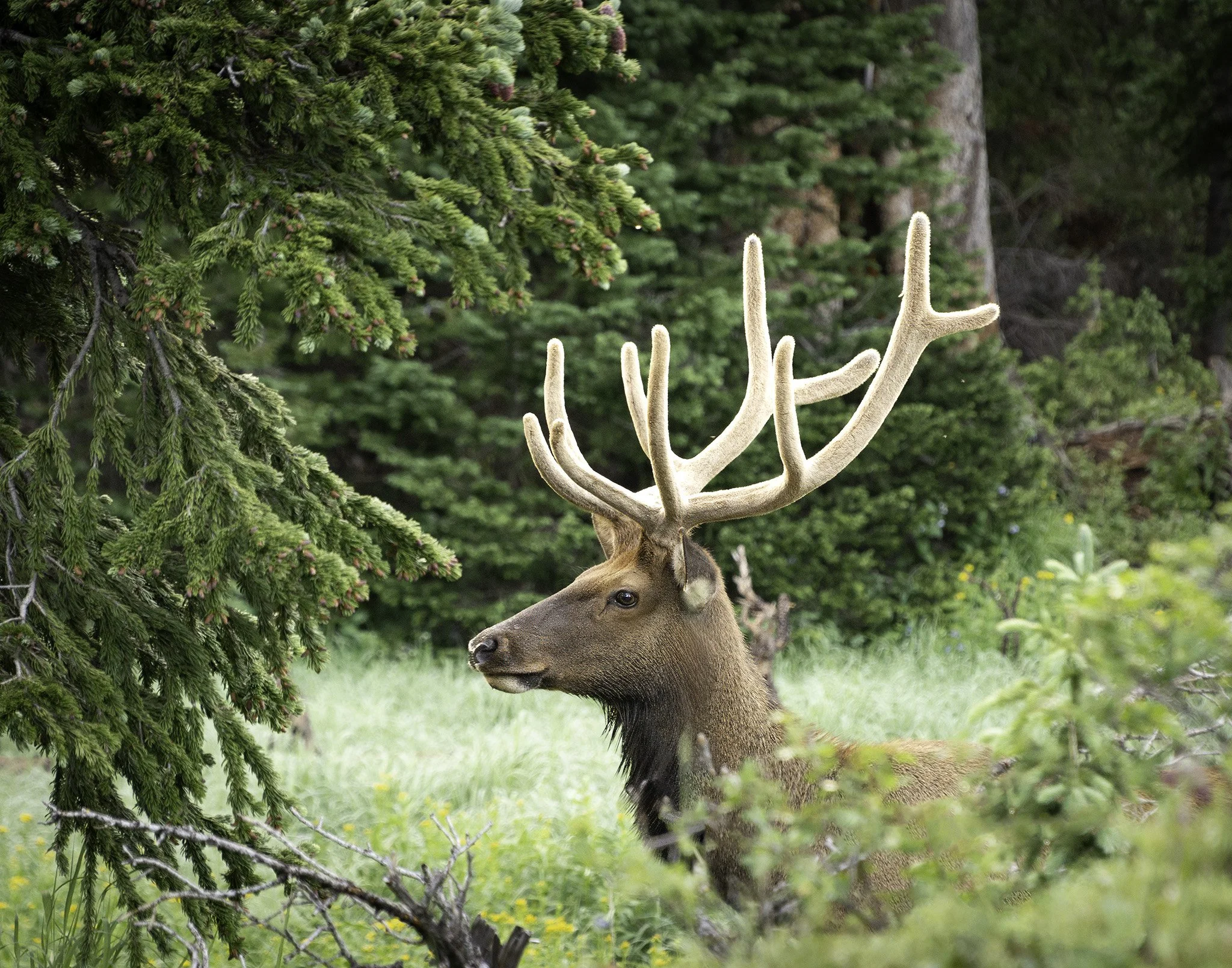 Bull elk standing in a mountain meadow in the Colorado Rockies
