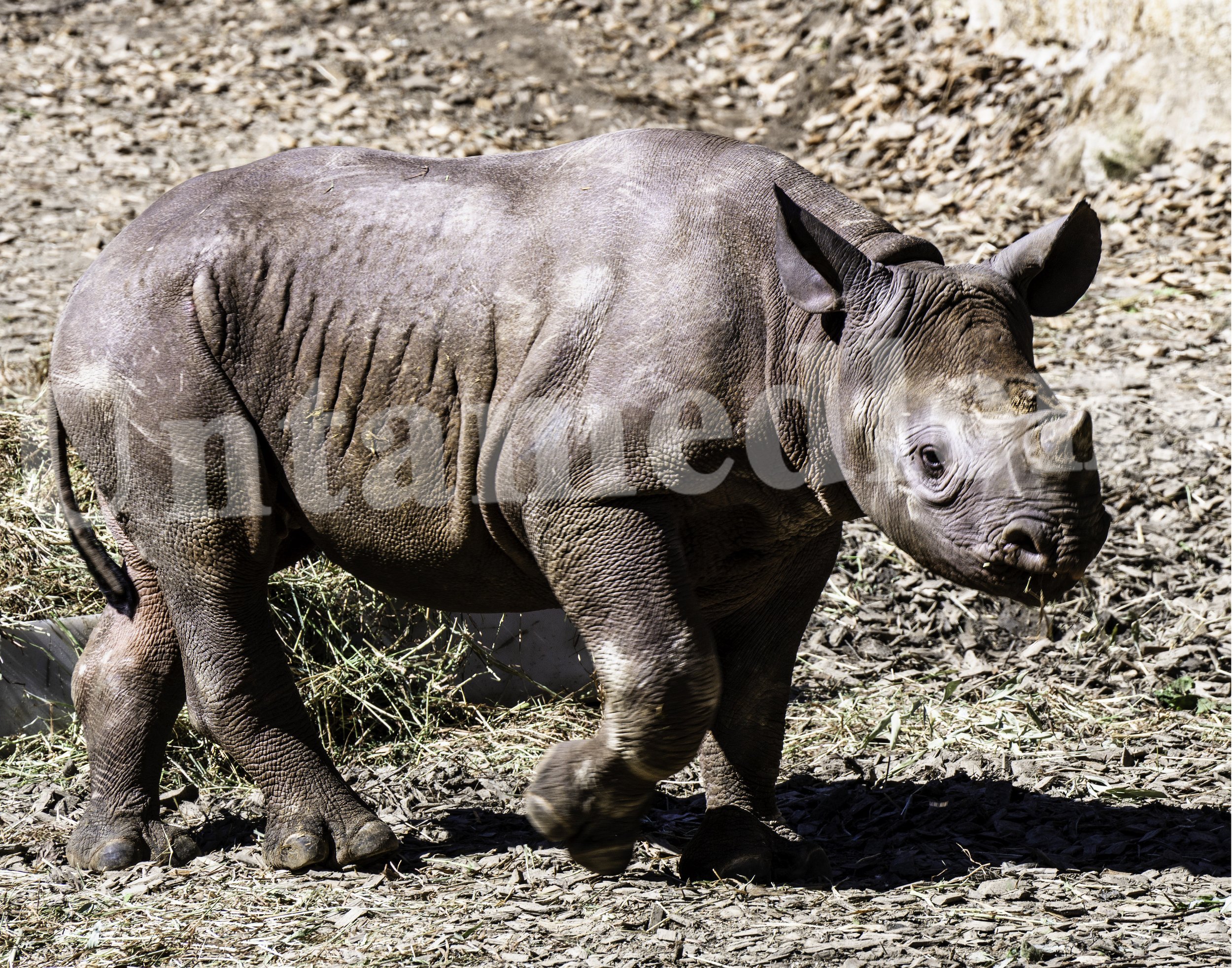 Young Titan
Young black rhino 