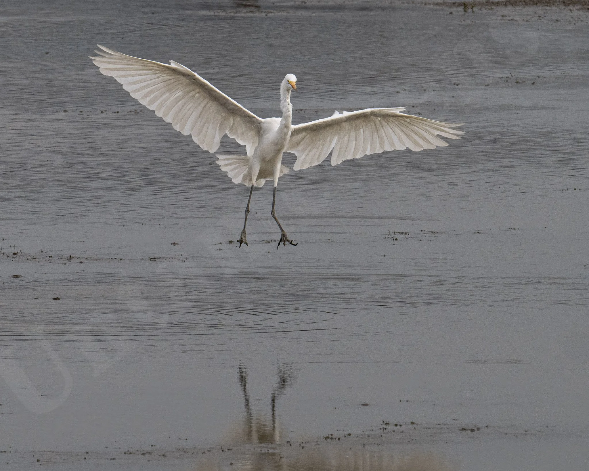 final Approach
Egerts