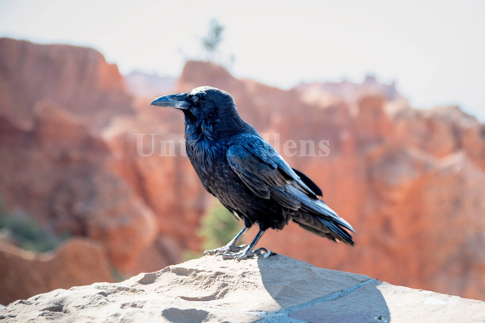 Ember Throne
 Raven perched on rock.