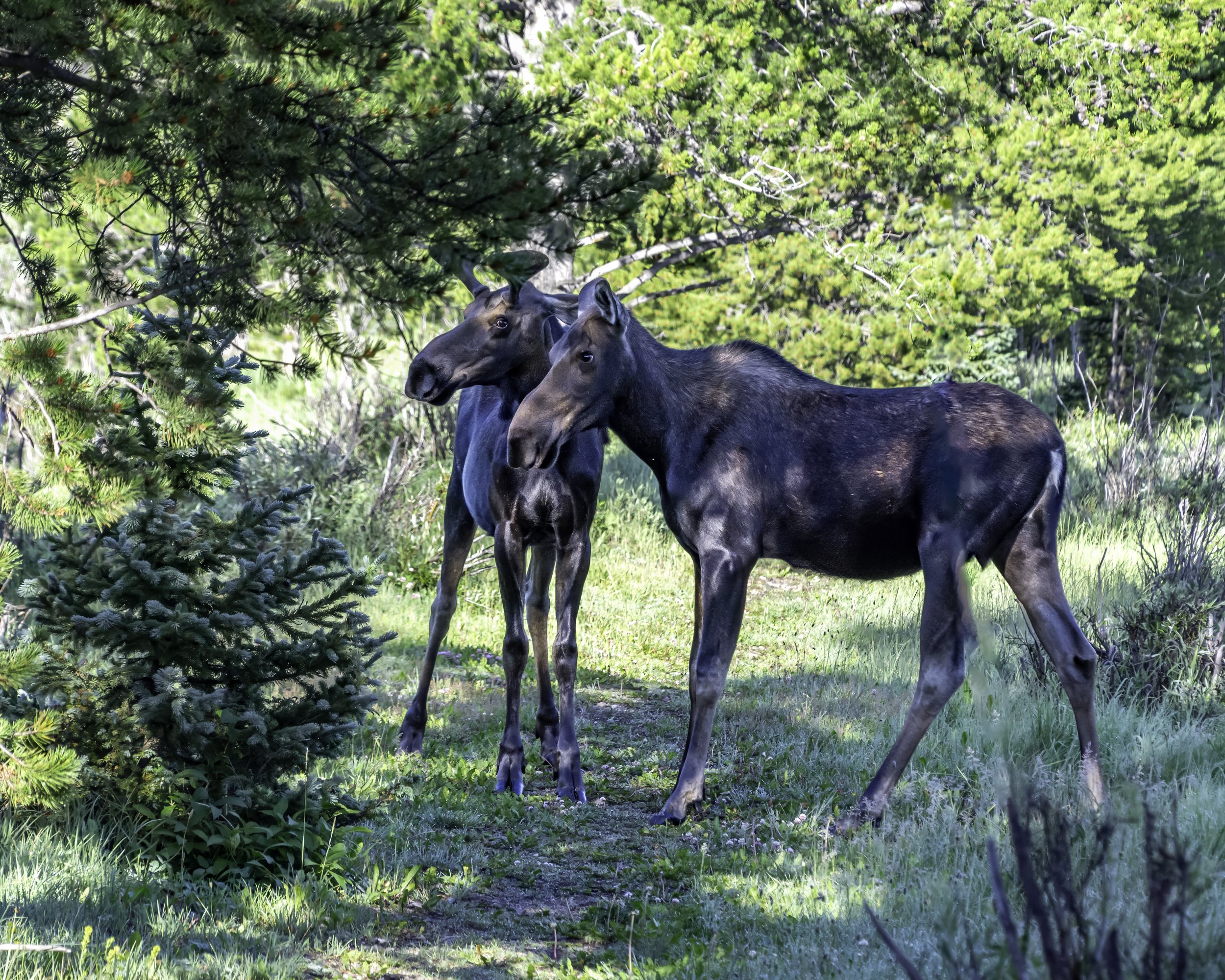 Trail Ridge Road, Colorado — Moose pair in forest light.