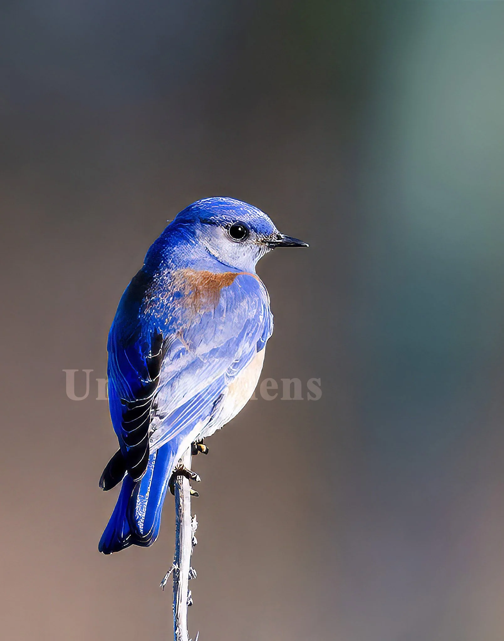 Edge of Spring
Western bluebird in spring light