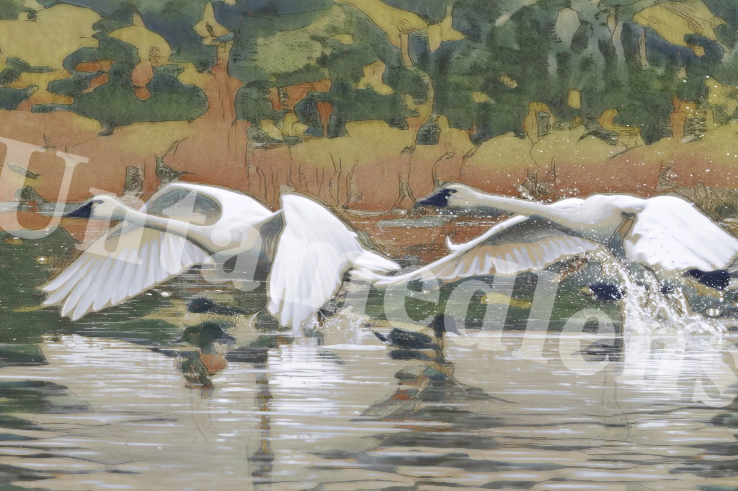Painted Departure 
Tundra Swans