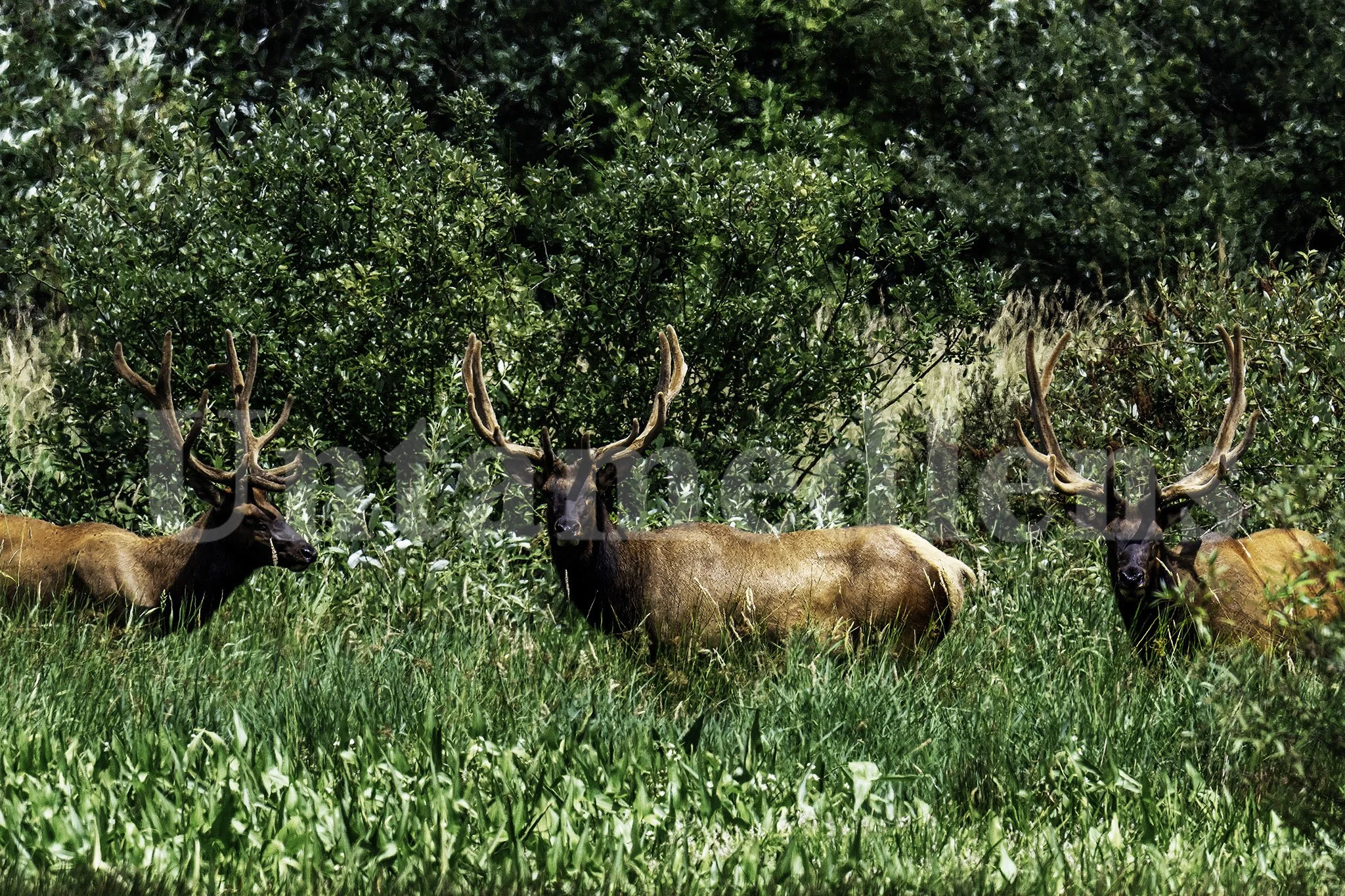 Brothers of the marsh
Roosevelt elk 