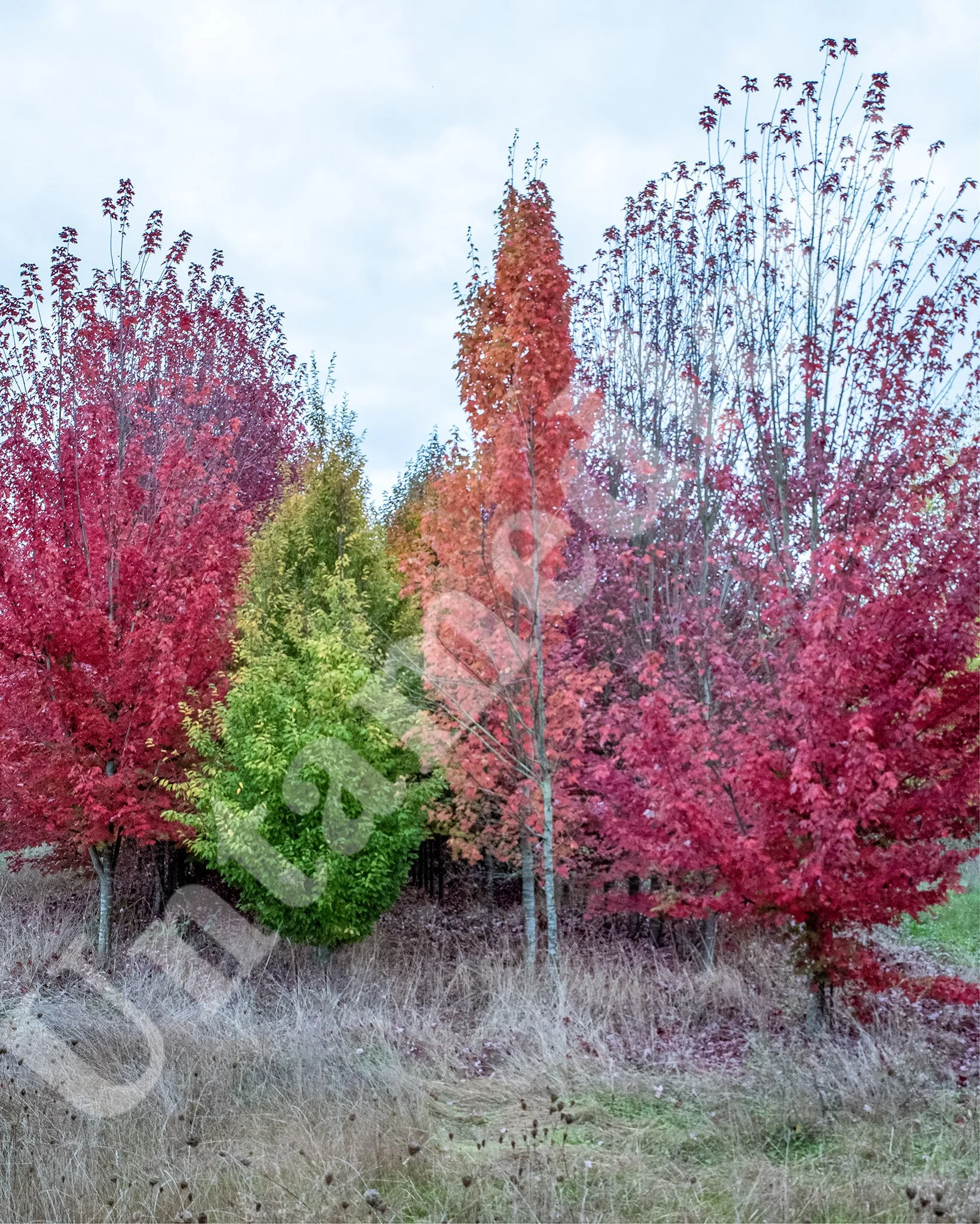 Each in Its Time
Fall at Ankeny