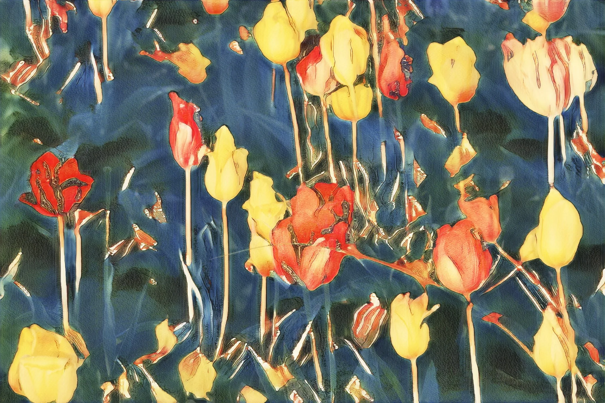 Soft Collapse
(Year 2024 Oregon-Wooden Sho Tulip Festival- Tulips 1-17-24)