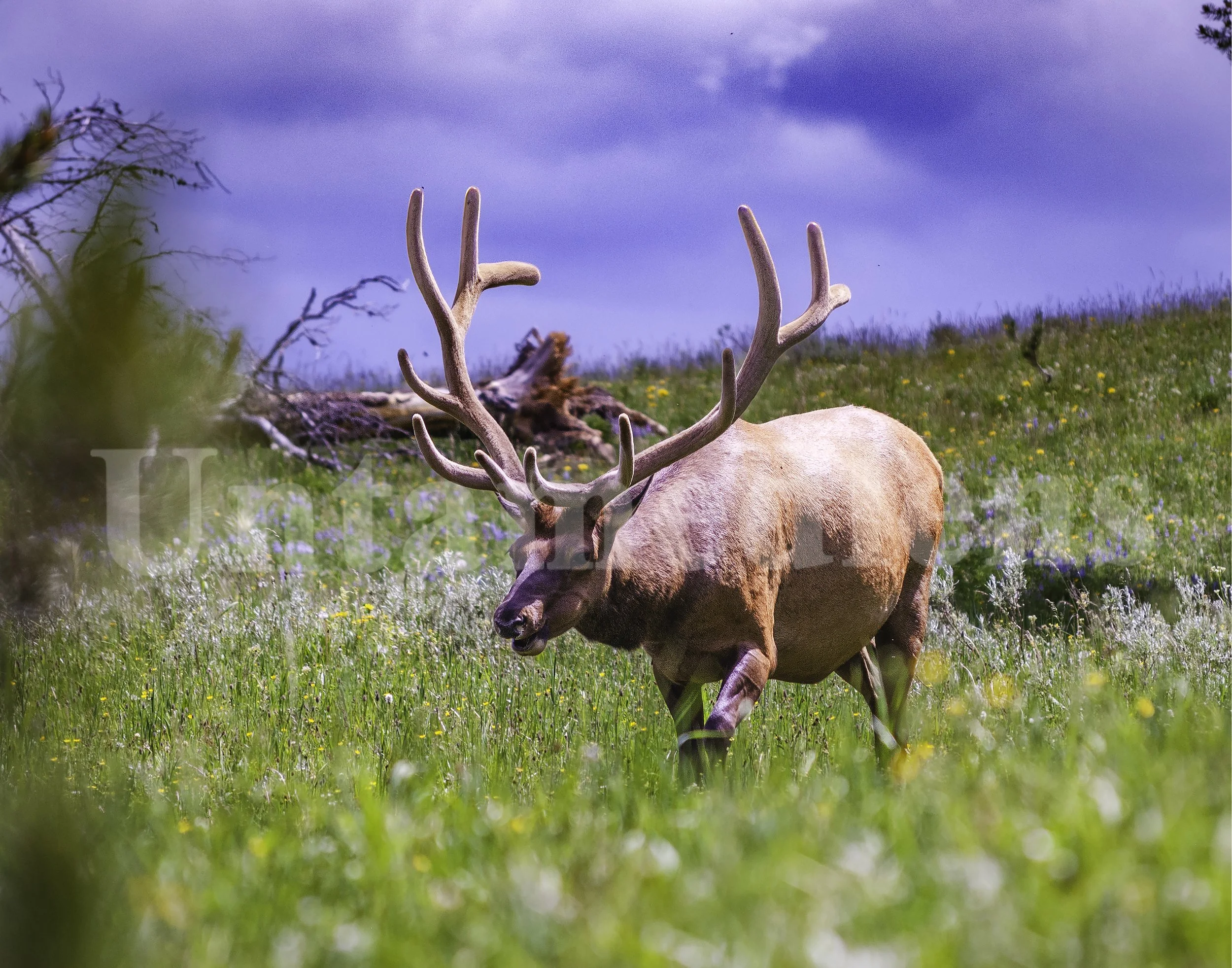 Velvet Antlers
Roosevelt Elk
Yellowstone
