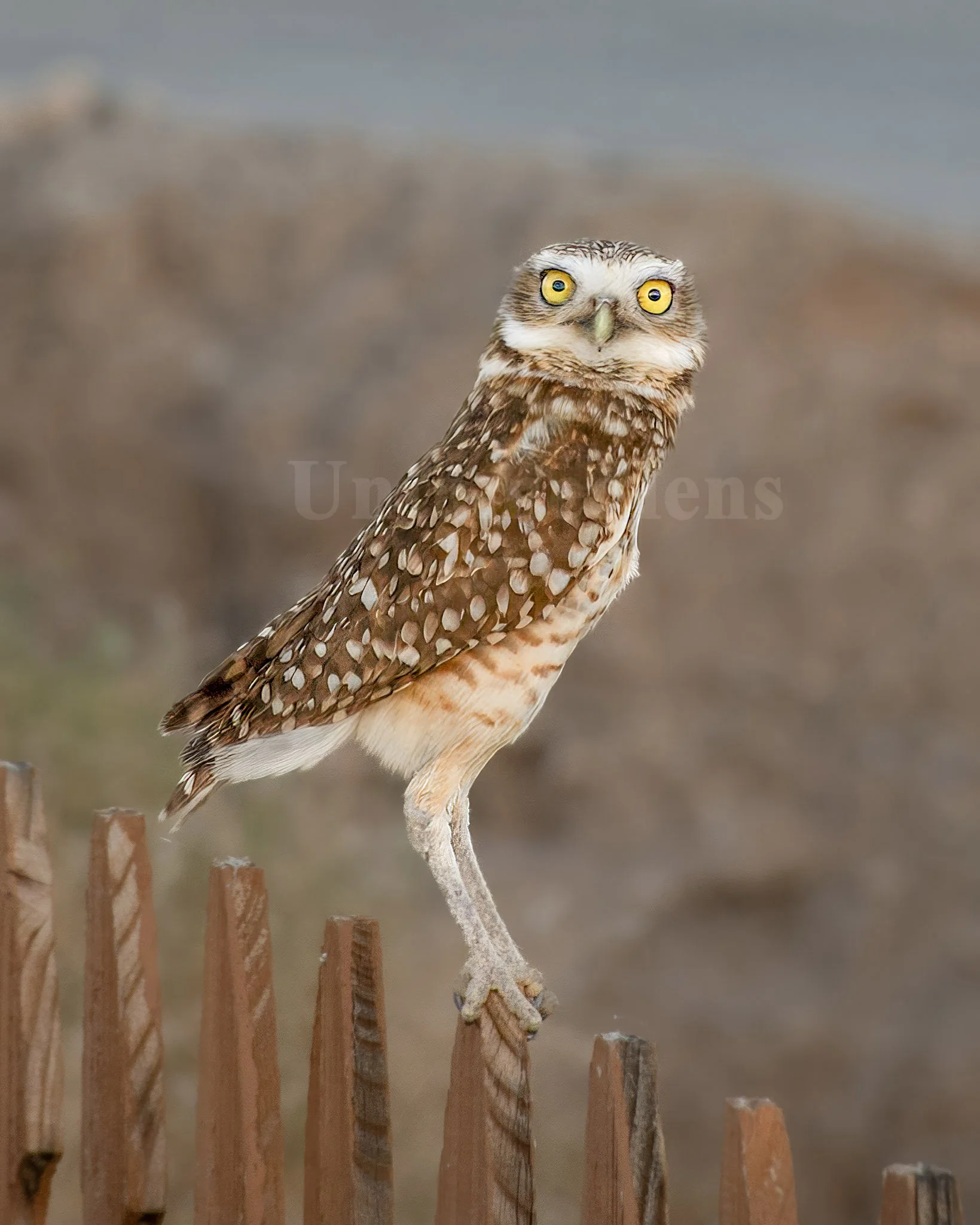 Watcher of the Dune
Arizona — Burrowing owl portrait.