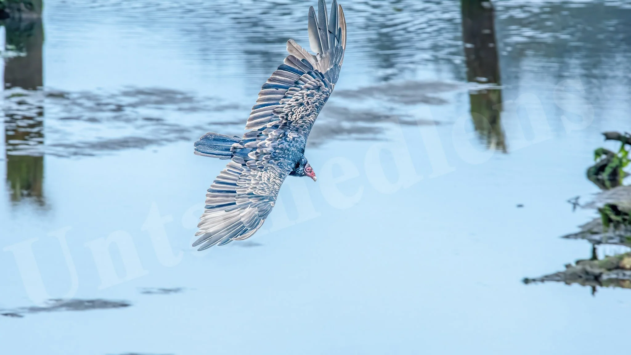 Silent Glide
Turkey Vulture