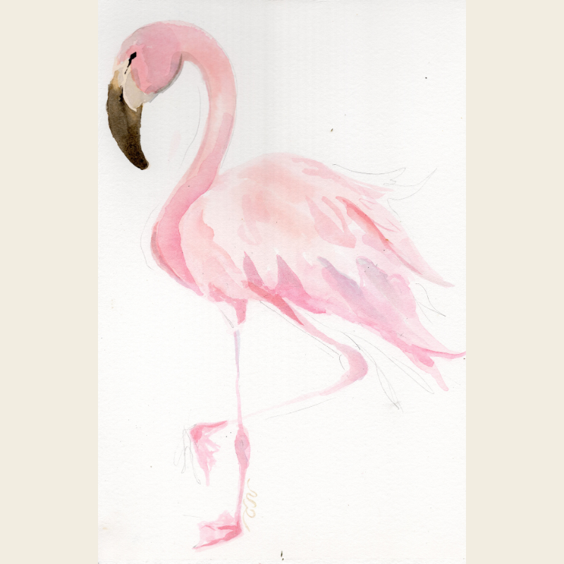 Pink Wader