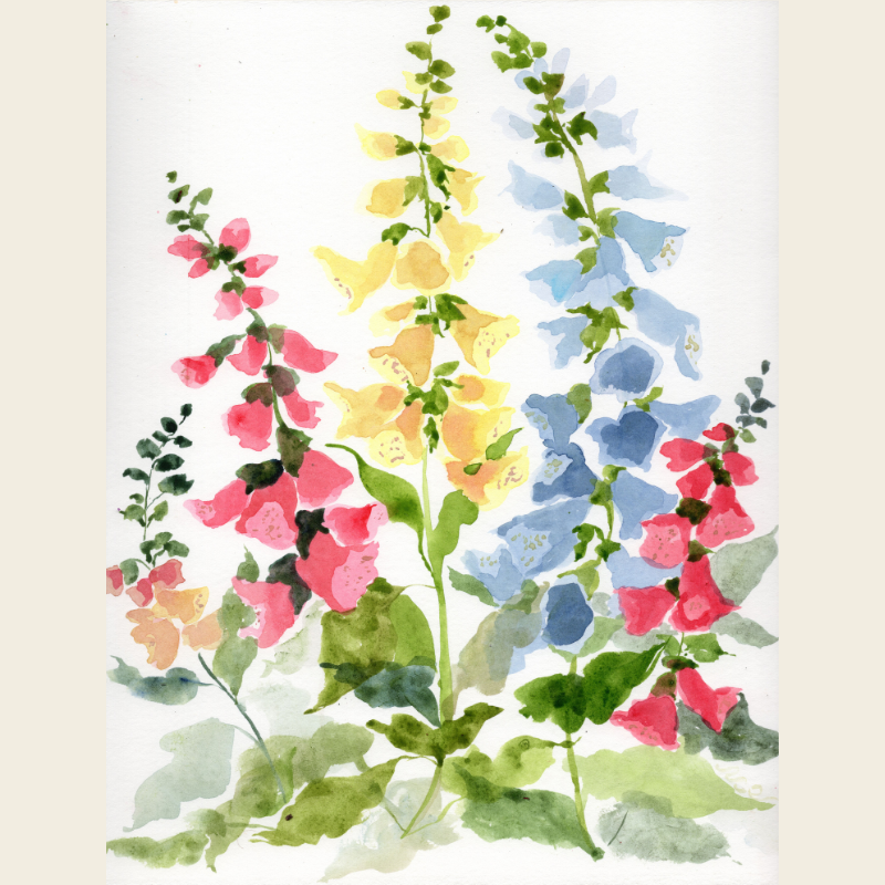 FoxGlove in Bloom