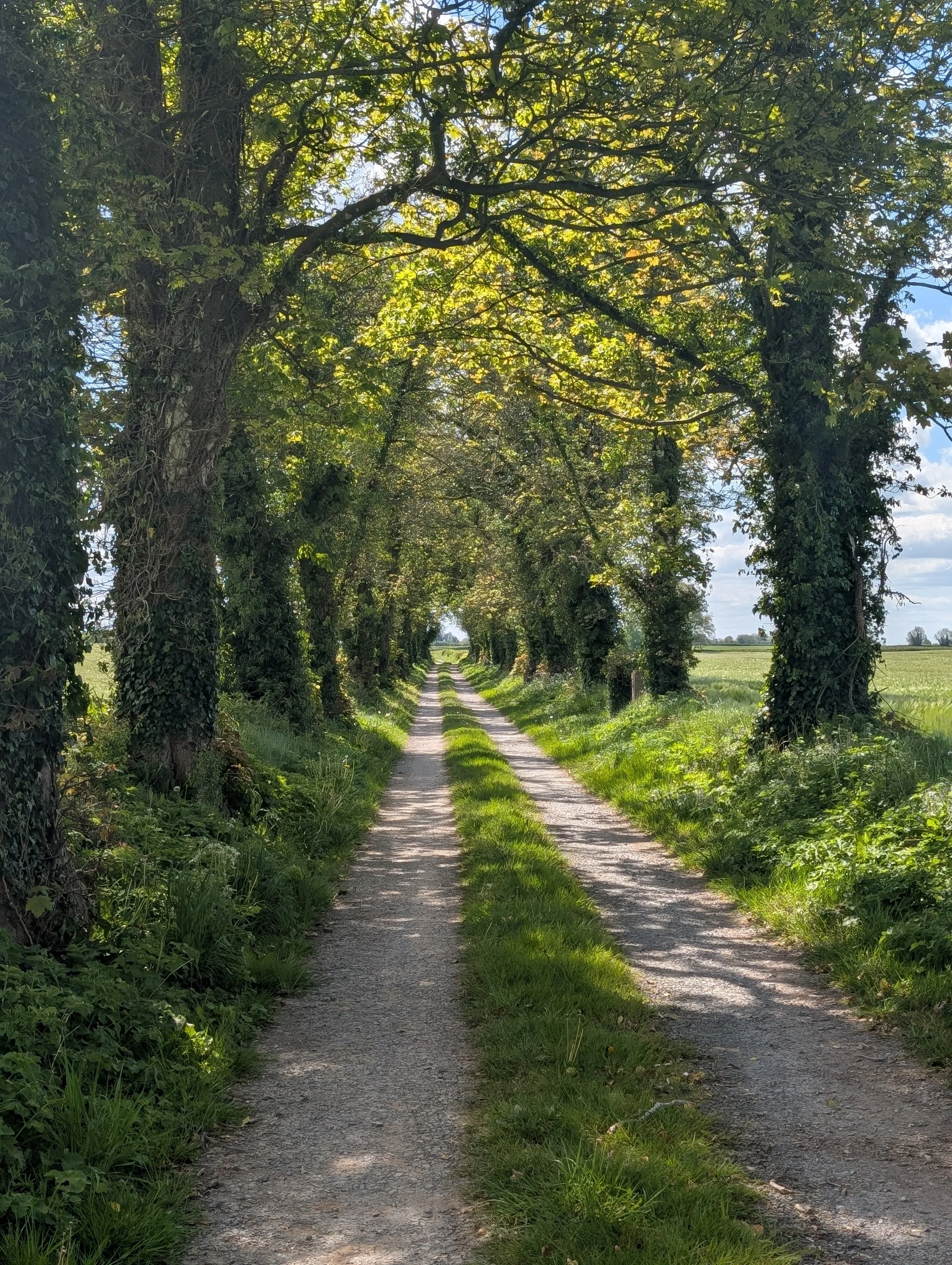 A beautiful country road in Tipperary