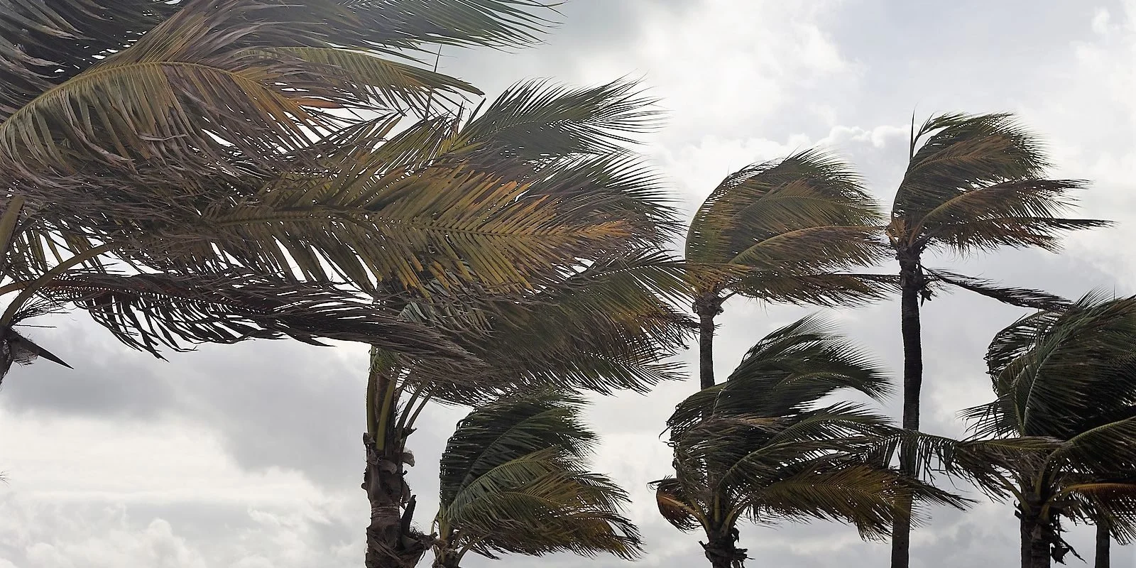 Several tall palm trees with their leaves blowing strongly in the wind against a cloudy sky.