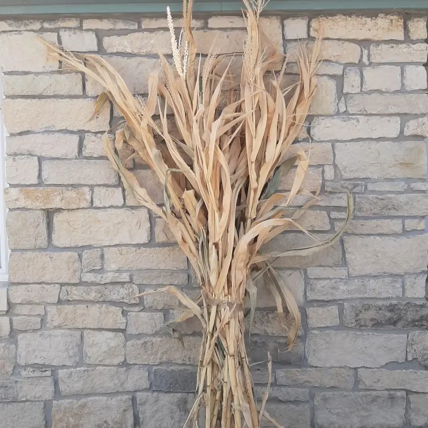 Corn Stalks (5 Stalks per Bunch)