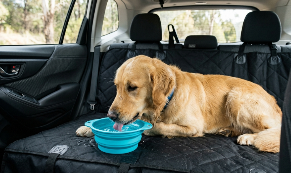 Pets may refuse to drink water on the road.
