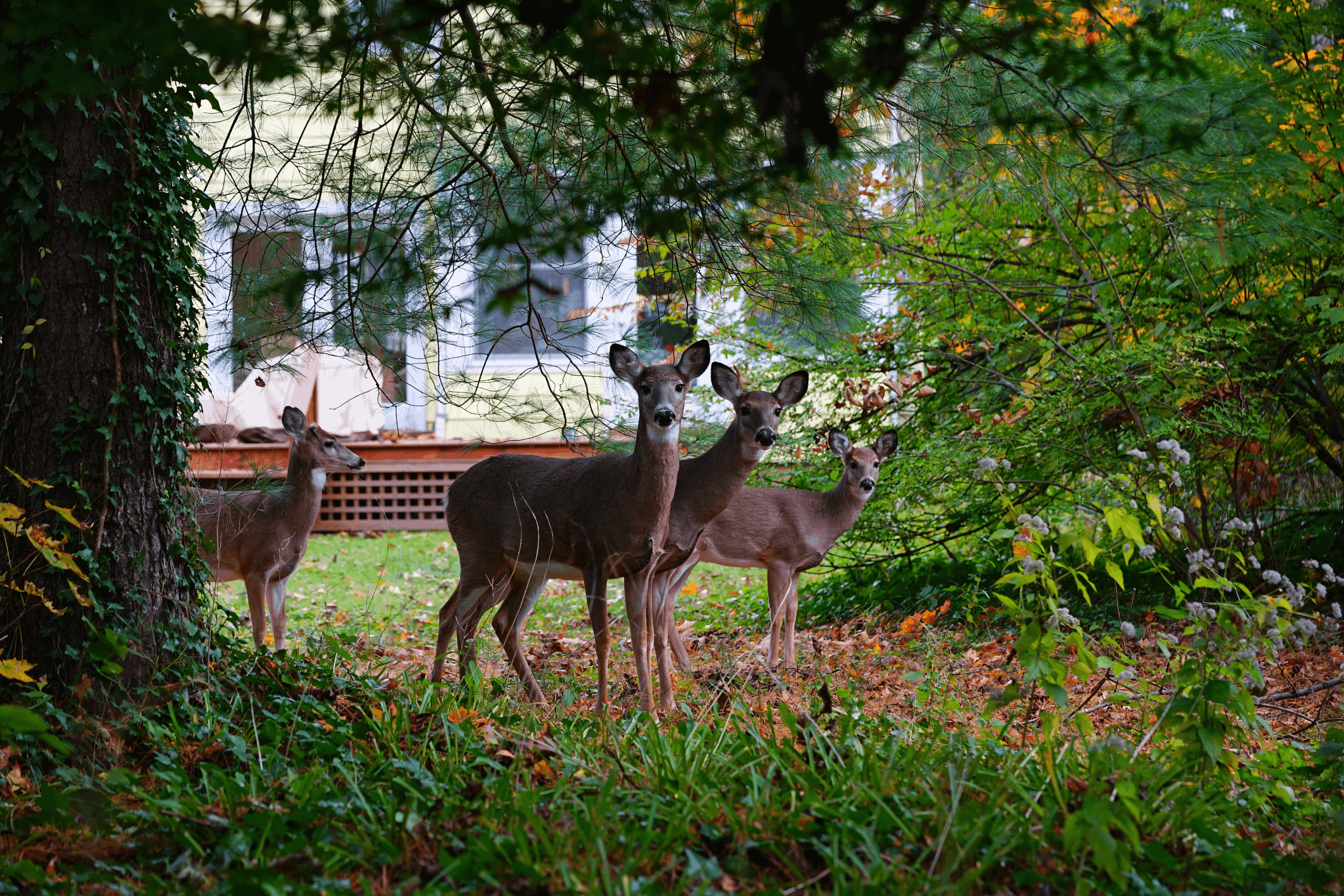 Deer Repellent Granville oh