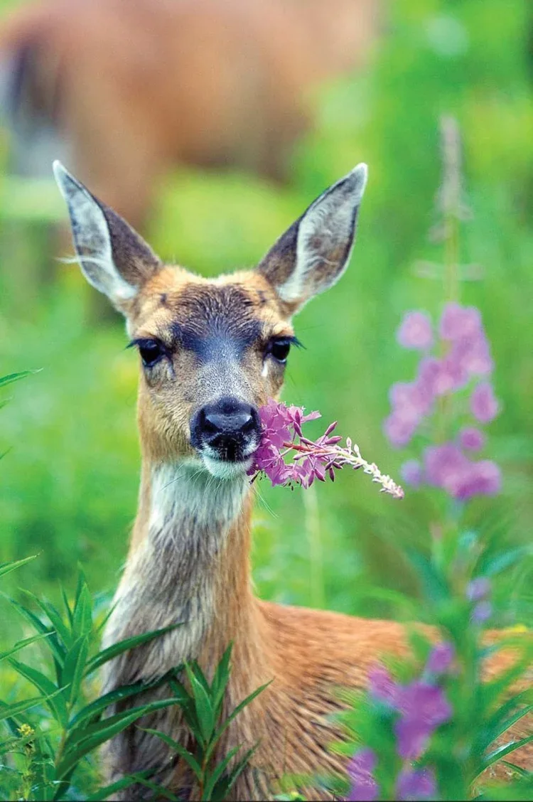 Deer Repellent Granville oh