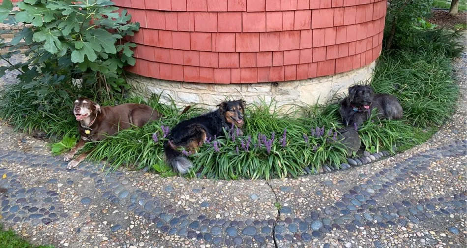 Three dogs lying in a garden bed with purple flowers in front of a red circular building with a stone foundation and green shrubs nearby.