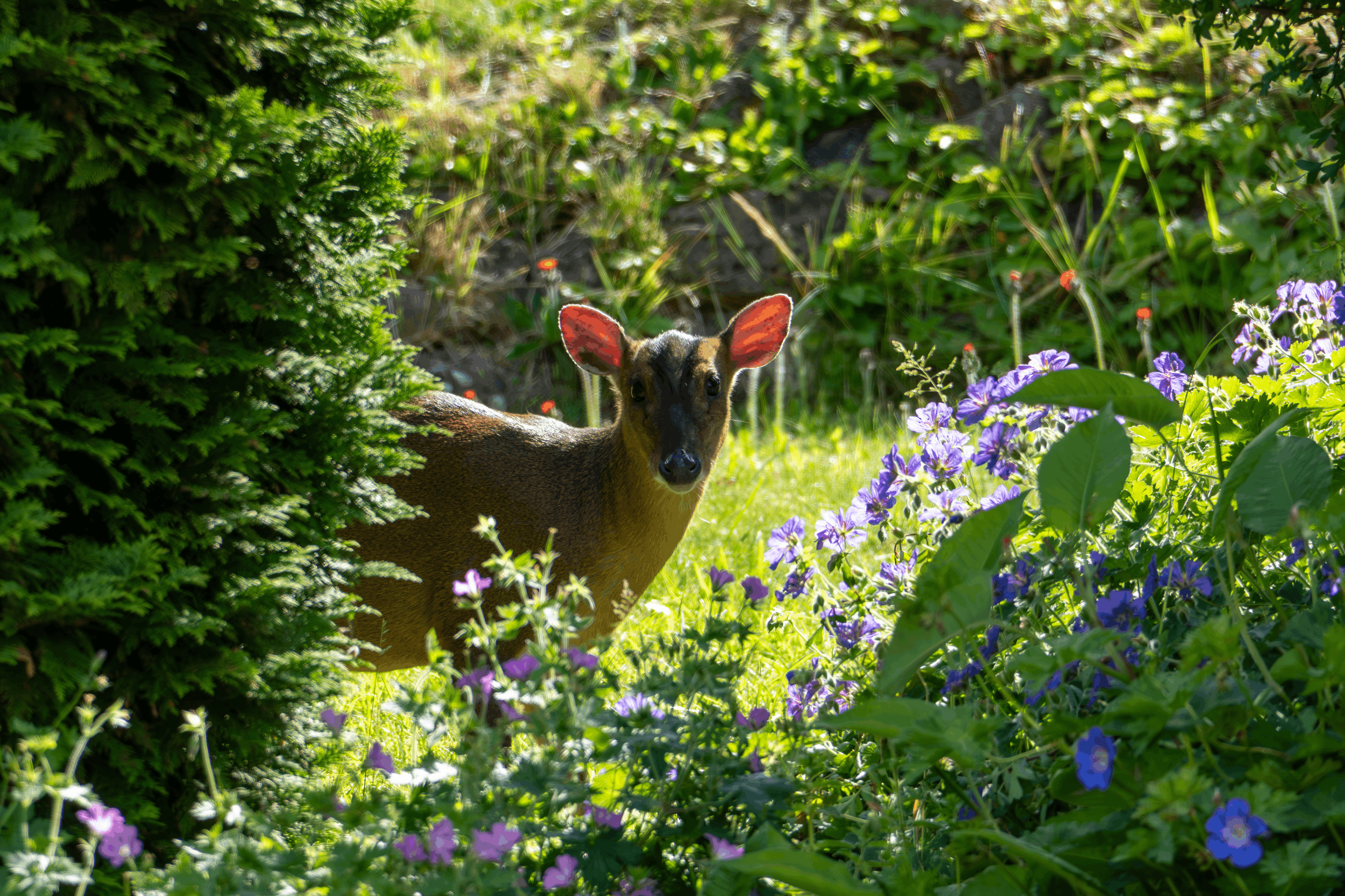 Deer Repellent Columbus OH