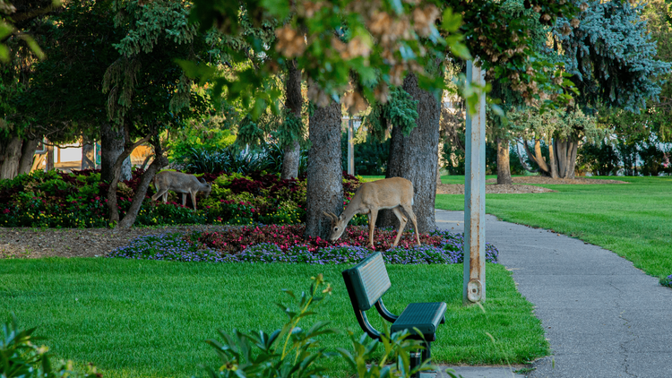 Deer Repellent Westerville OH
