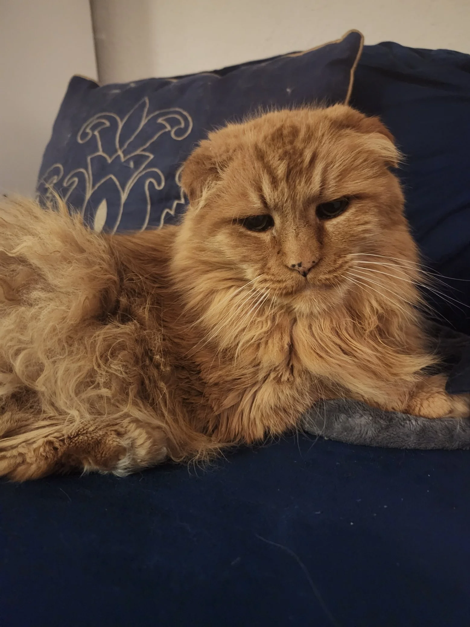 RIP Maceo the Dogbear