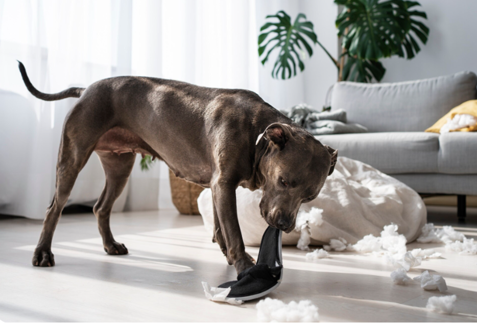 Why is my Dog Destructive?