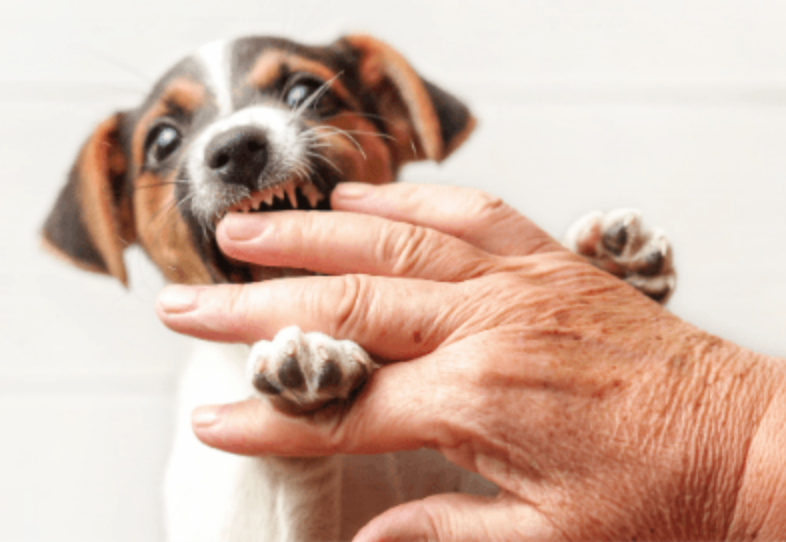 How to stop your puppy nipping and biting