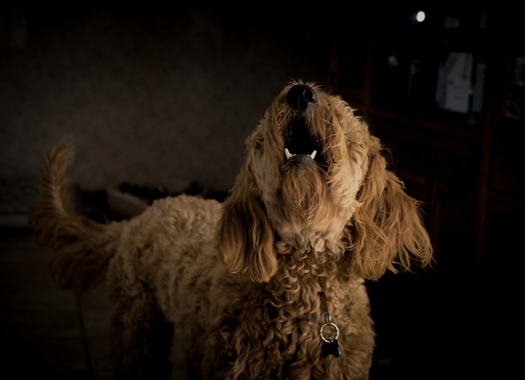 Stop My Dog Barking at Night