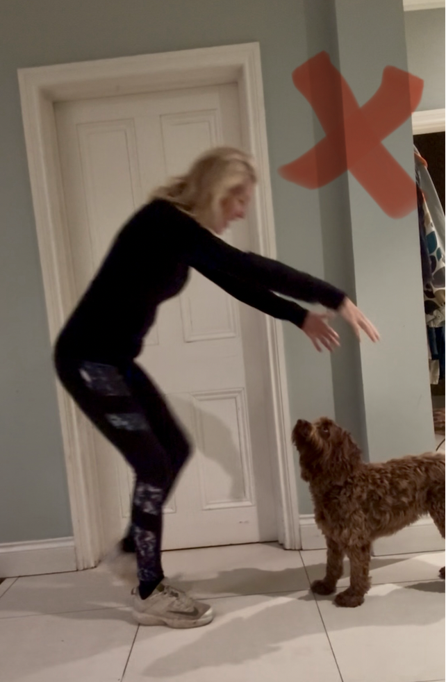 The Correct Way to Greet a Dog You Don’t Know (And its not what you think)