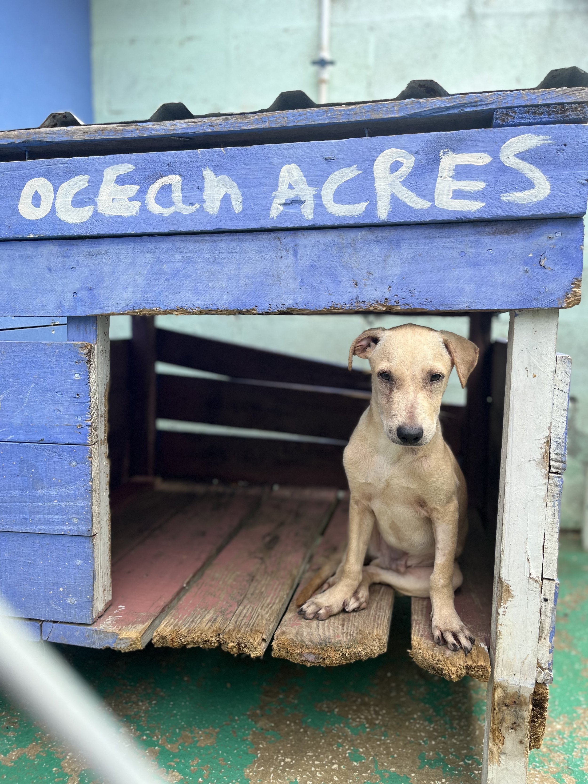 How do I settle in my new rescue dog? 