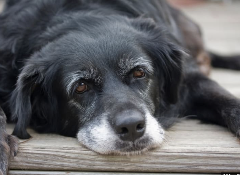 When is the Right Time to Put Down (Euthanise) My Dog?