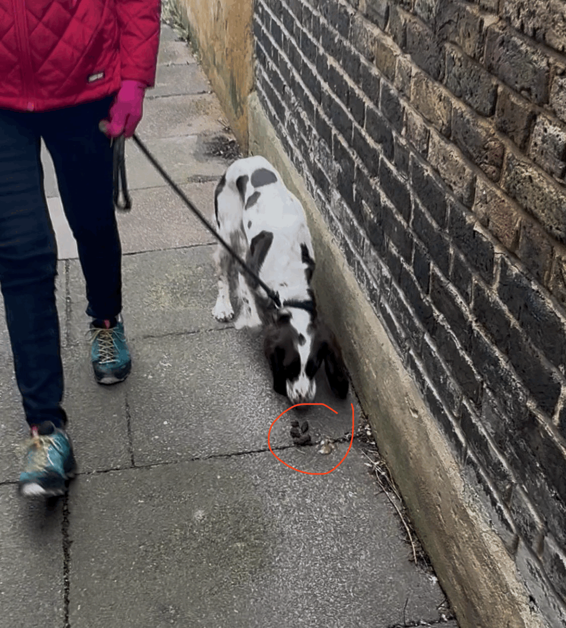 Why Does My Dog Eat Poo and How Do I Stop it? 