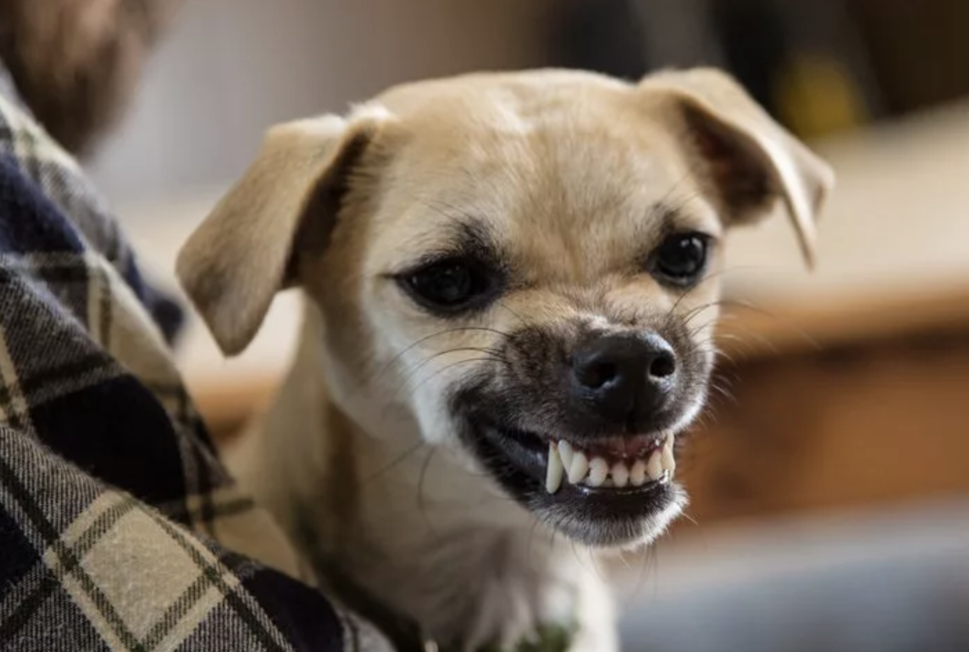 Why Has My Dog Started Growling at Me? 