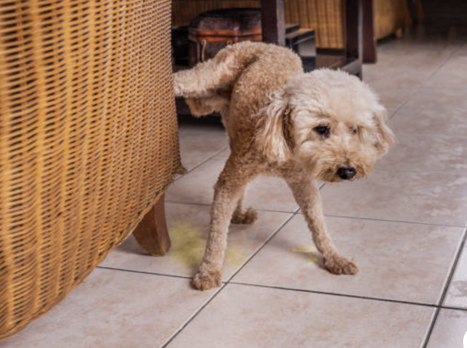 Why Is My Dog Peeing in the House? Causes and Solutions.