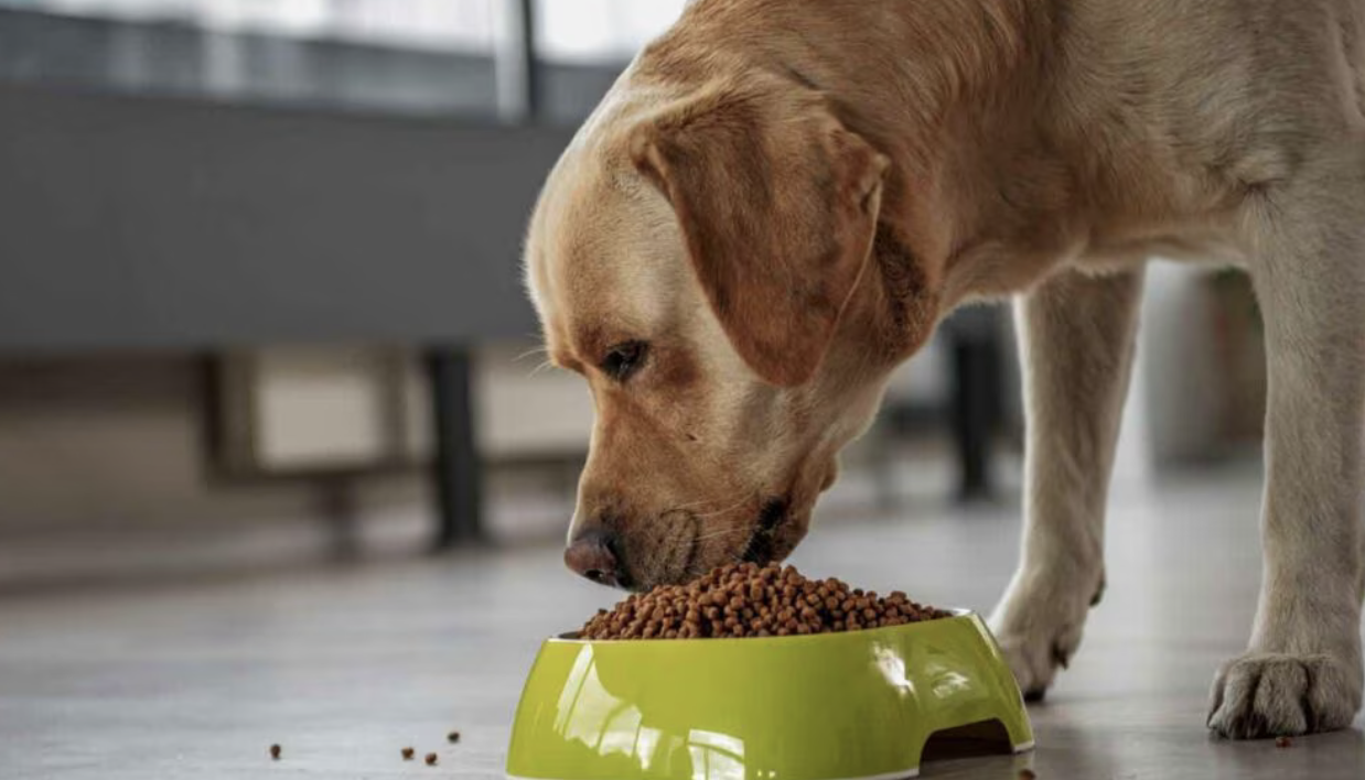 Feeding Your Dog: What, When and How