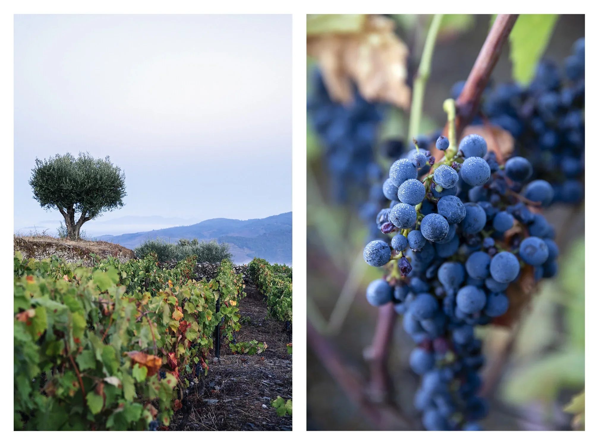 diptic+nature+1.webp