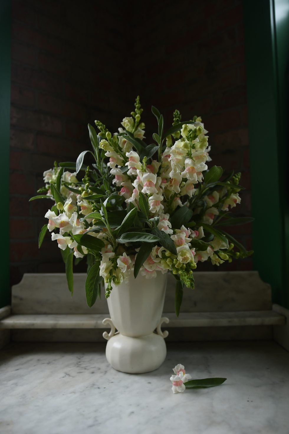 Everything You Need to Know About Snapdragons