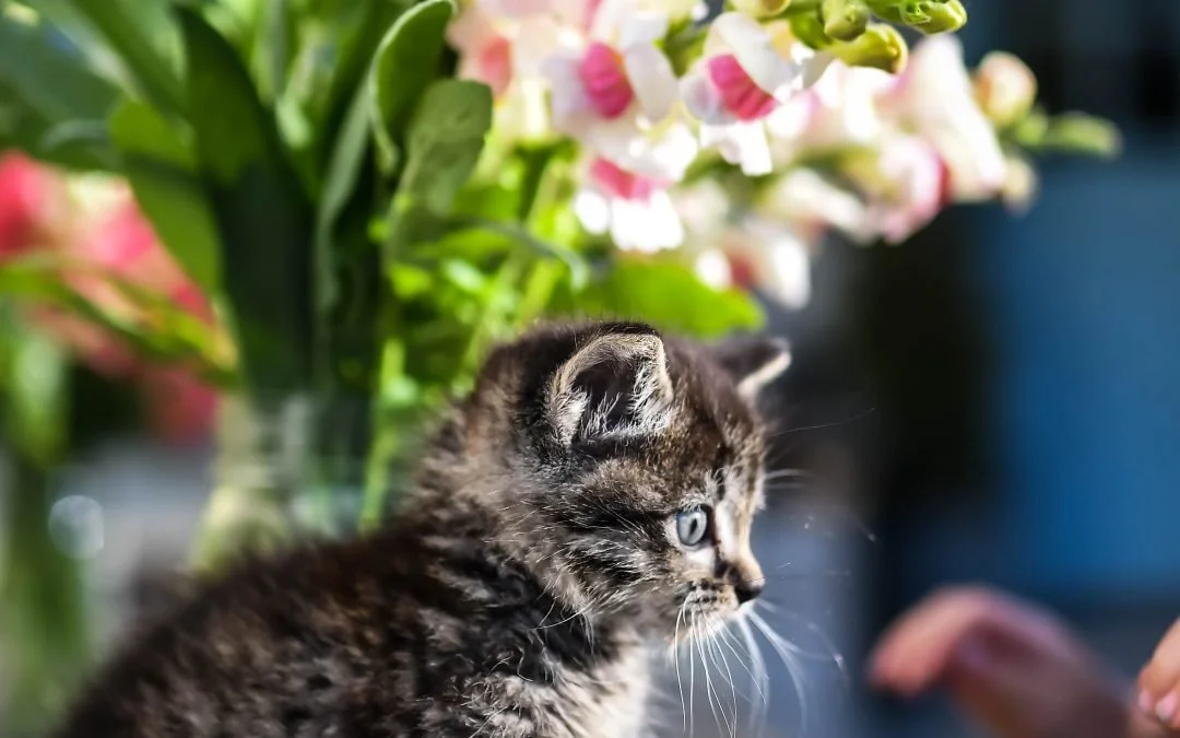 January Planting Guide by Zone