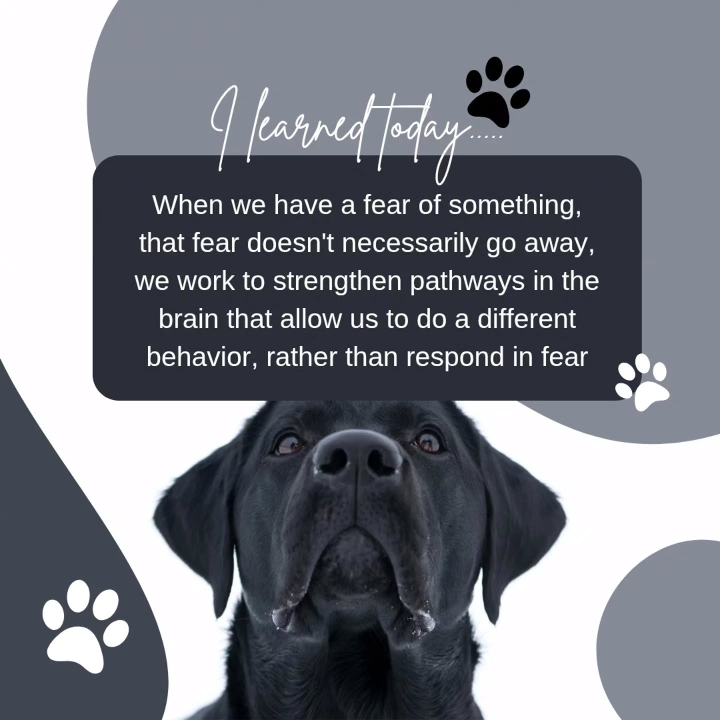 We all have that thing that makes our heart rate go up, our muscles tense, our brain focus on only that thing and the threat it brings. ( it used to be flying stinging things for me). 
Our dogs can feel that too.. 

I don't have the same response to 