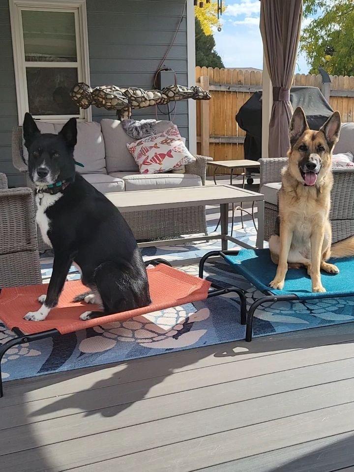 🍃Nature's snufflemat ( @paws.andreflect called it this once and it stuck) 
🍂🍁 Fallen leaves-difficulty increased
🌬 Wind -added challenge
💧 Recent rain - smorgasbord of smells

You don't need to spend a lot of money to have fun with your dog. 
🩵