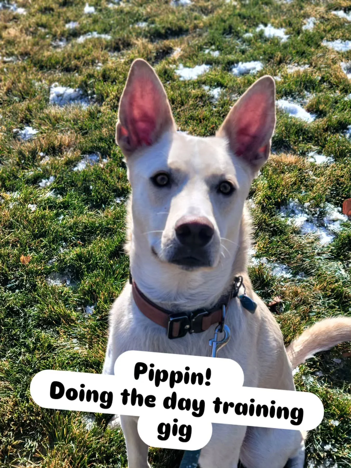 I welcomed Pippin for day training yesterday and today.  Pippin's owners have some concerns with resource guarding, so we're introducing Leave it and out after laying a foundation of marker words, leash pressure, and impulse control.  A husky/cattle 