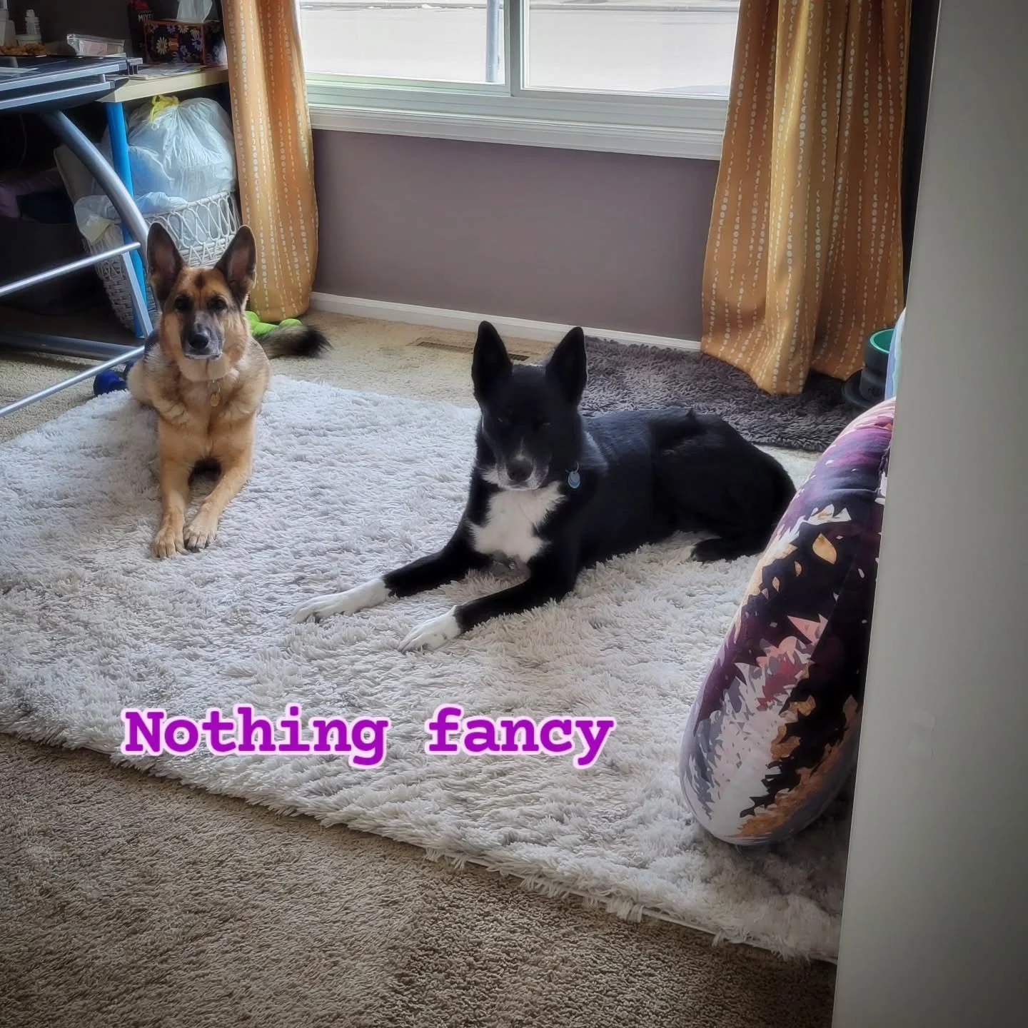 Training doesn't have to be fancy.  I had our dogs lay down and stay in different rooms while I was cleaning.  The challenge,  mainly for Caiya,  is to stay put when she can't see me. 
It is just a little something to shake up the routine and have th