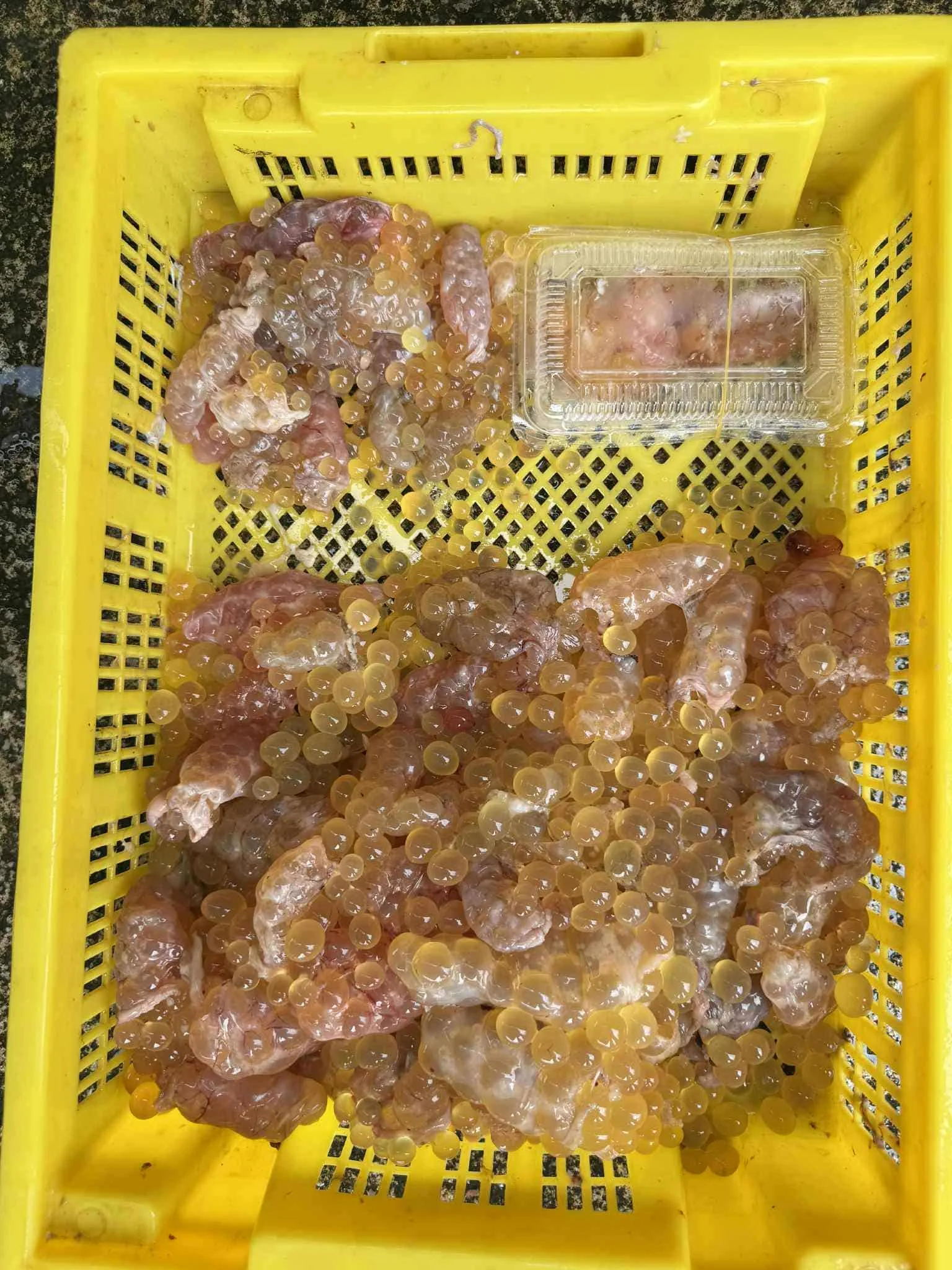 ปลาหมึกกลม