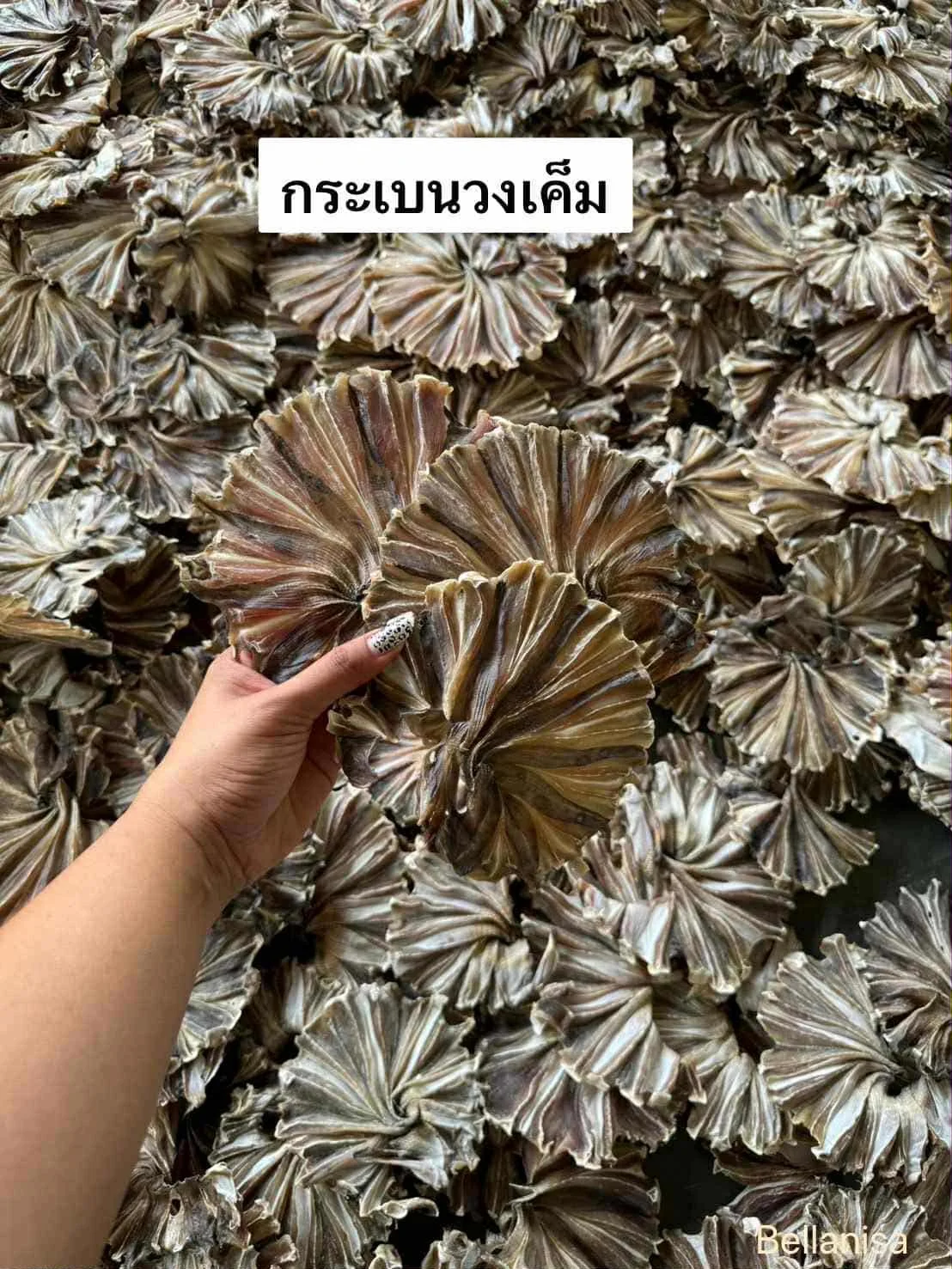 No.8 กระเบนวงเค็ม