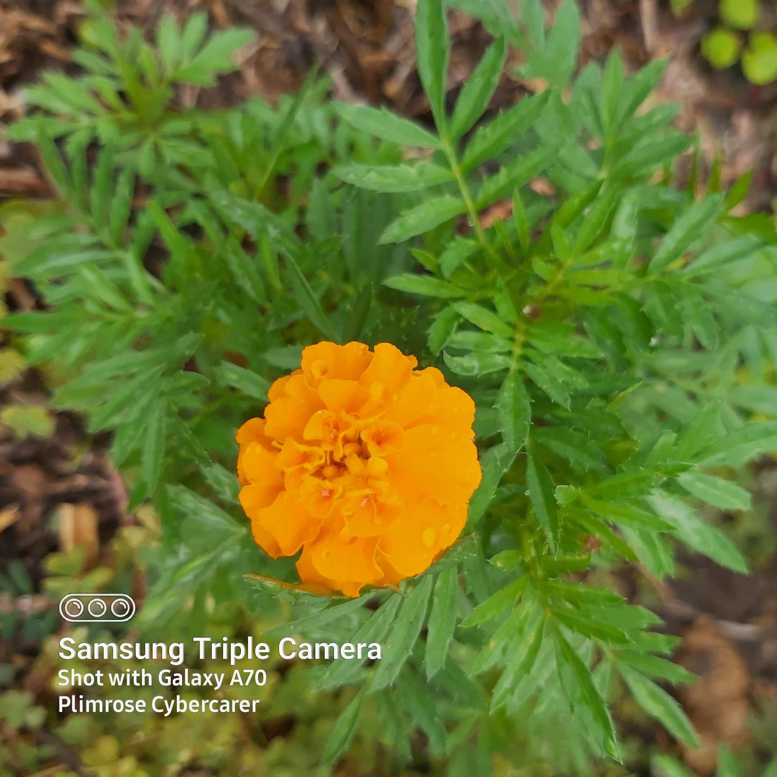 ดาวเรือง