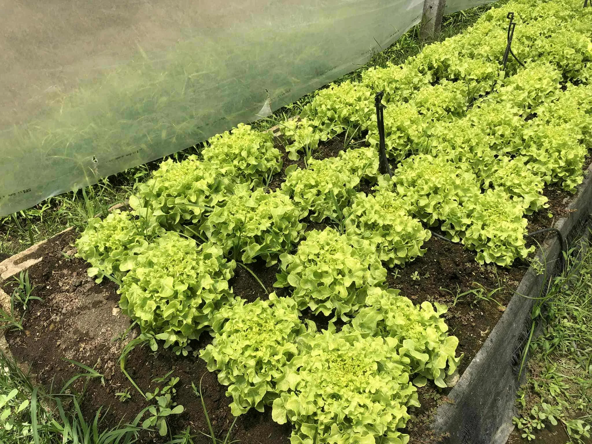Organic Lettuces
