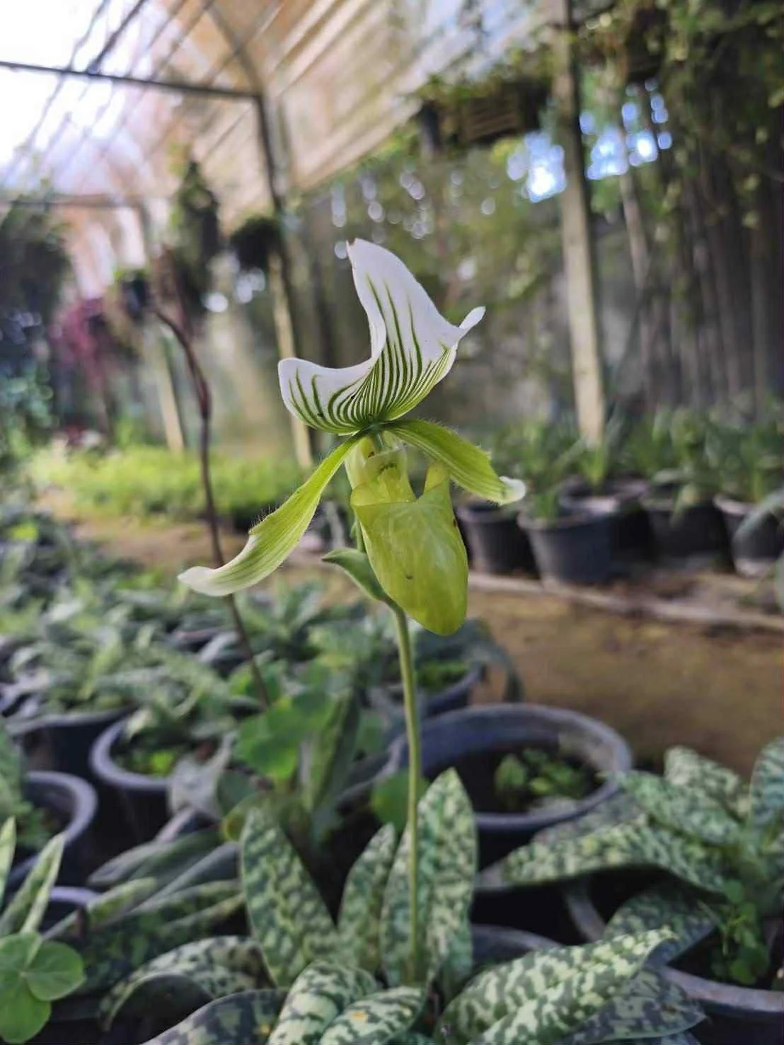 Retail and wholesale plant's kingdom