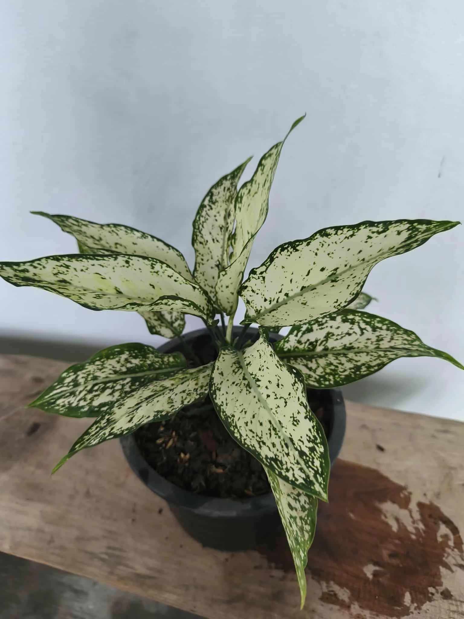 Lush Oasis Ornamental Plant Collection