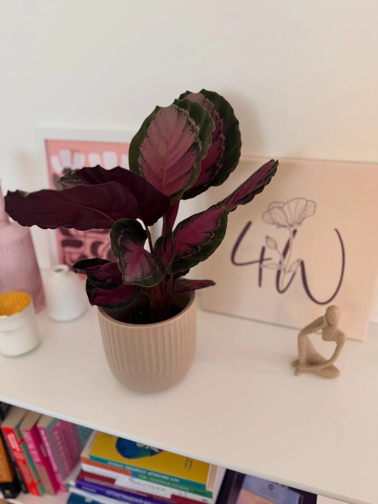 Meet our newest office plant&hellip; a Calathea we have named &lsquo;Thea&rsquo;. Our Psychologist green thumb immediately informed the team they are notoriously dramatic!! The rest of us were like ok we&rsquo;ll just admire it from a safe distance ?