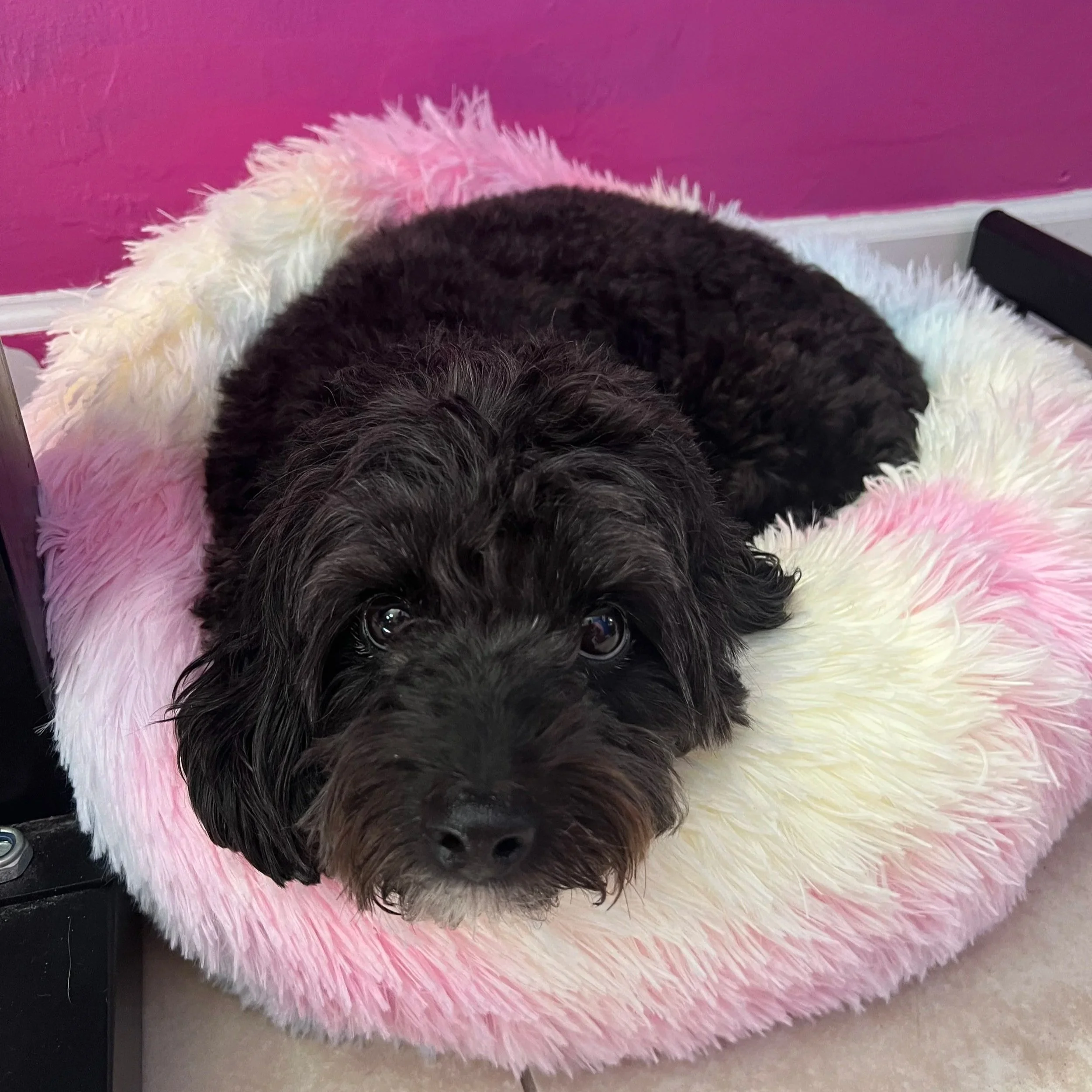 Meet Remy, The Gym Best Dog: Helping GBF Fitness Clients Feel Safe, Seen &amp; Supported